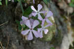 Sticky catchfly